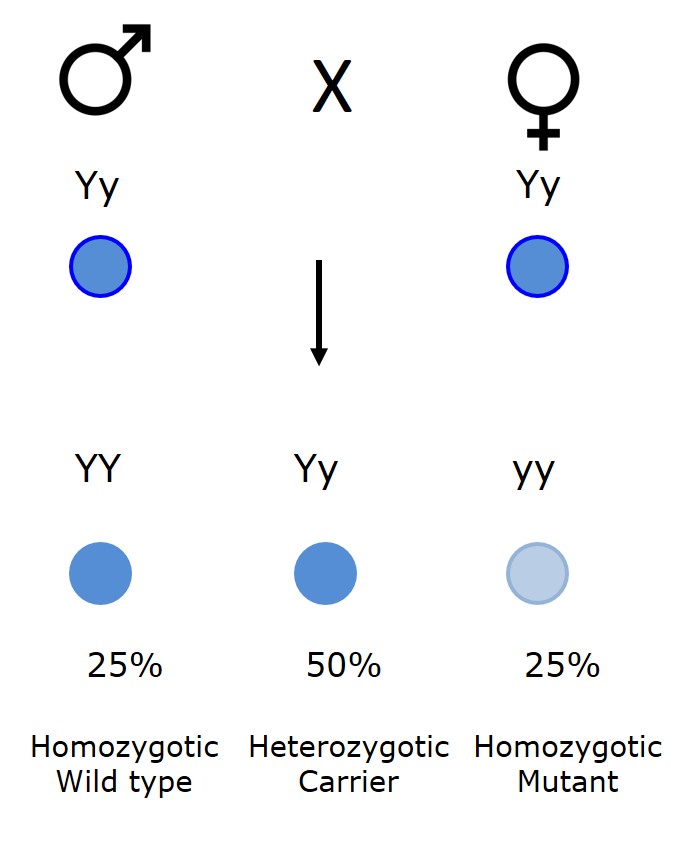 Mendelian genetics